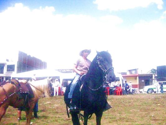 Caballo Raza PuraSangre de Alex Torres