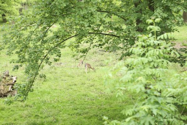 Mädchen mit großen Titten wird im Freien gefickt